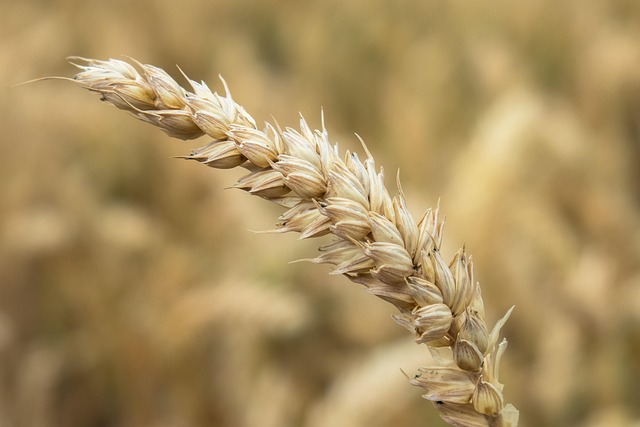 Schedule Online Therapy: A Guide for Wheat Ridge Kaiser Counselors