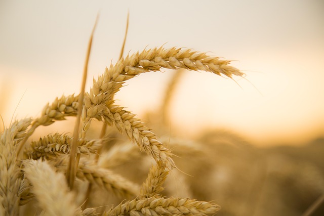 Wheat Ridge Kaiser Permanente: CBT for Mental Wellness