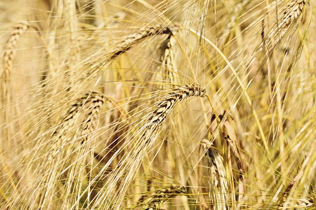 Schedule CBT Consultation: Wheat Ridge Kaiser Permanente Psychologist