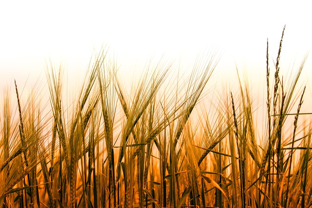 Uncovering Mental Wellness: Wheat Ridge Kaiser Psychotherapist Guide