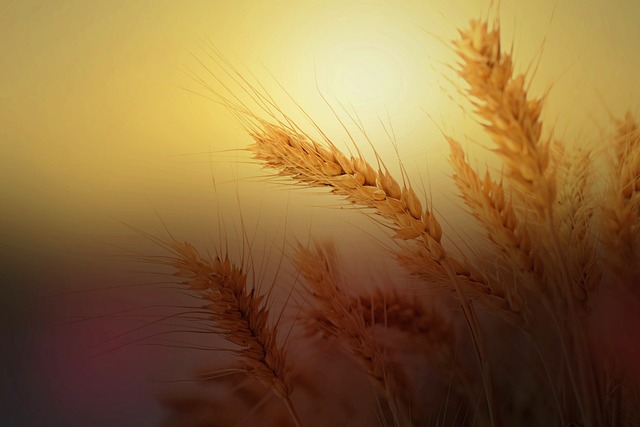 Transformative Healing Sessions at Wheat Ridge Kaiser with Psychotherapists