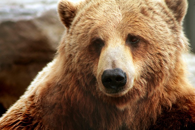 Find Bear Valley Kaiser Permanente Psychotherapists: Complete Guide