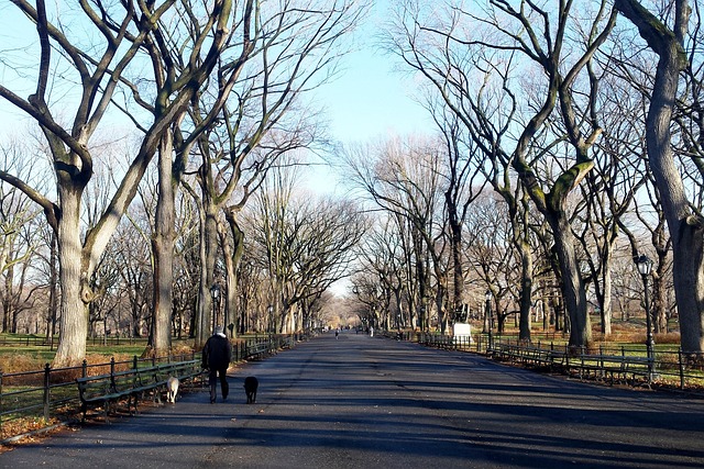 Find Peace: Counselors Near You, Central Park Support