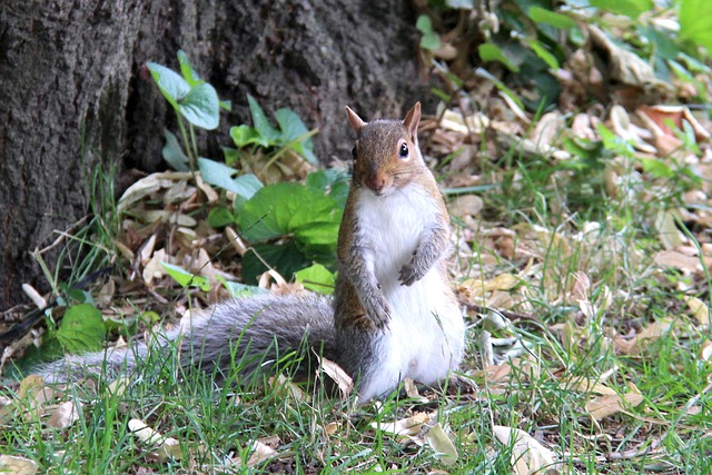 Personalized Nutrition Plans: Central Park to Mental Health