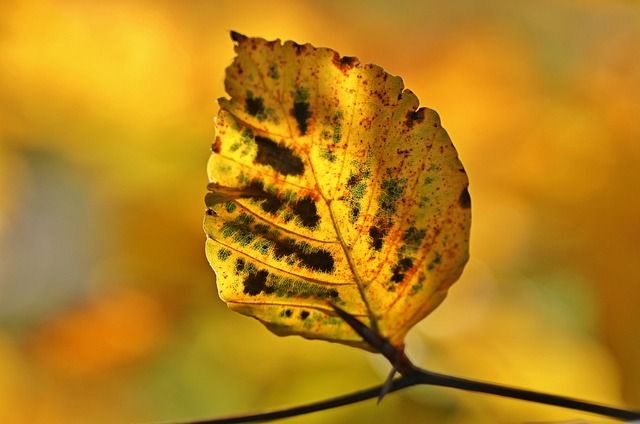 Unleash ADHD Support in the Golden Triangle with Kaiser Psychotherapists