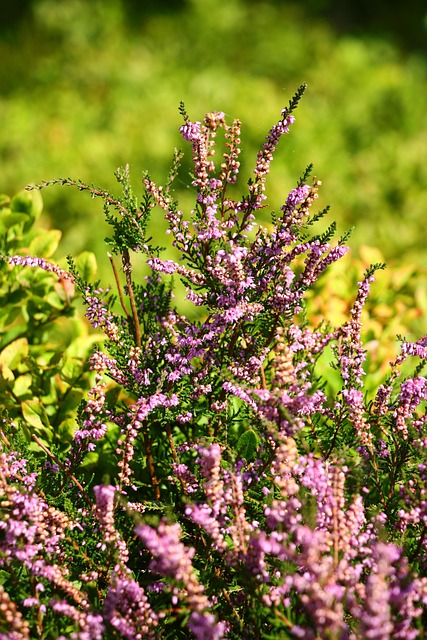 heather-gardens-kaiser-permanente-psycho-640x480-48630899.jpeg