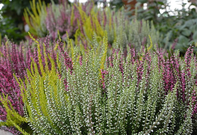 Book Therapy at Heather Gardens: Kaiser’s Collaborative Care