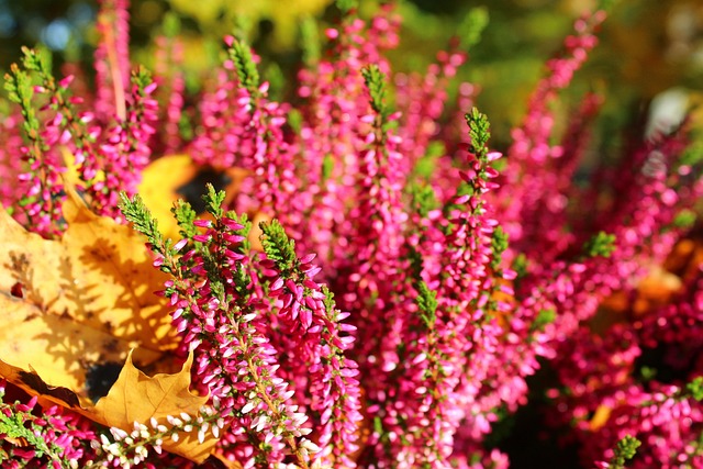 heather-gardens-kaiser-psychotherapist-640x480-29959203.jpeg