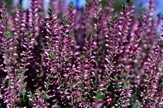 Holistic Healing: Heather Ridge Kaiser Permanente’s Transformative Approach