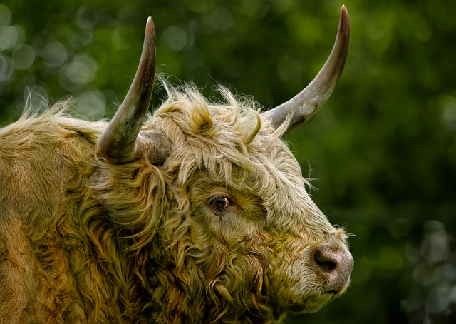 Book a Session with Highland Kaiser: Transform Your Mind