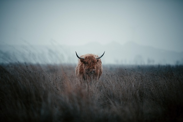 highland-kaiser-psychotherapist-640x480-82764903.jpeg