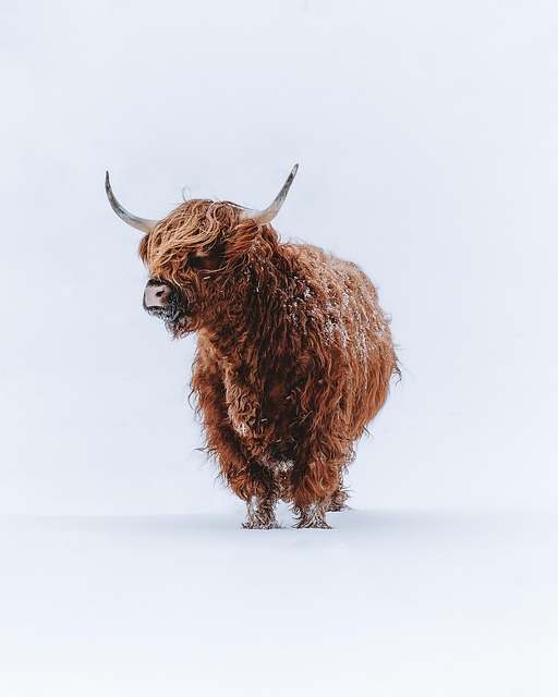 Personalized Therapy: Orderly Plans for Optimal Highland Kaiser Results