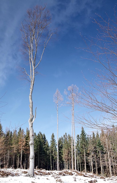 Lone Tree Kaiser Permanente Child Psychologist