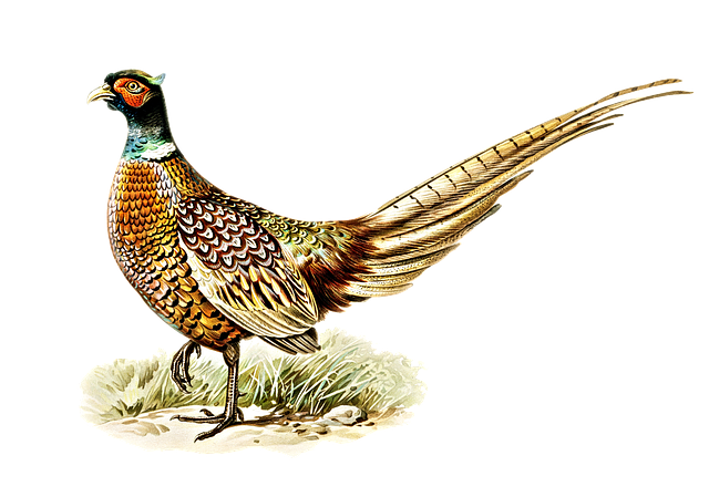pheasant-run-kaiser-family-counselor-640x480-65641916.png