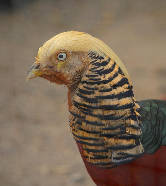 pheasant-run-kaiser-permanente-family-co-640x480-43563508.jpeg