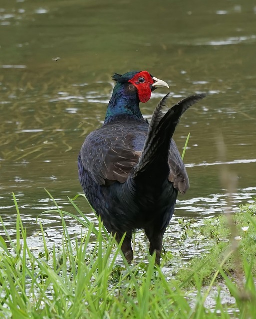 pheasant-run-kaiser-permanente-psycholog-640x480-16816278.jpeg