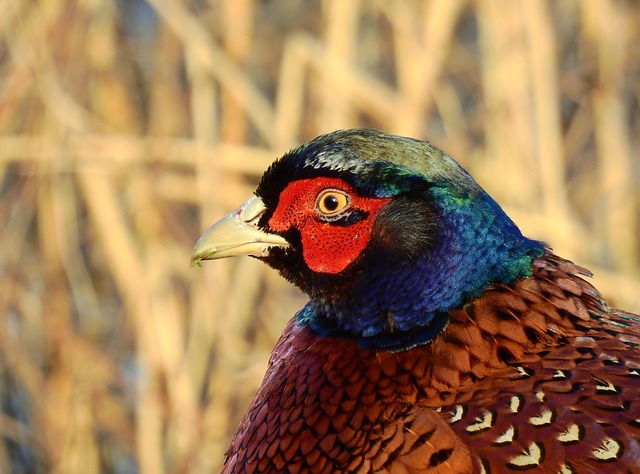pheasant-run-kaiser-permanente-psycholog-640x480-62544843.jpeg