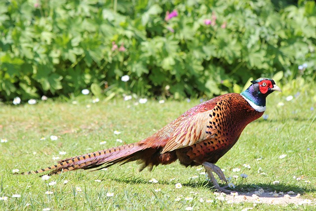 pheasant-run-kaiser-permanente-psycholog-640x480-89411198.jpeg