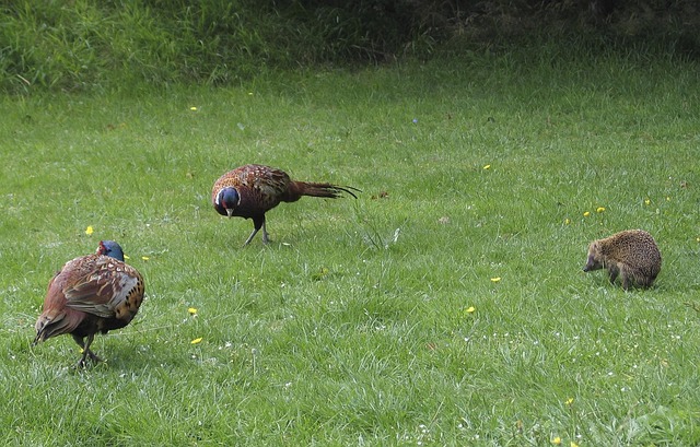 Coaching at KP: Navigating Pheasant Run Psychotherapist Services