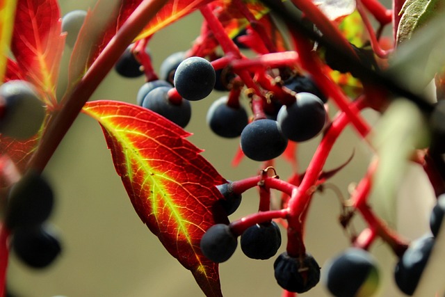 Free Consultation: Transformative Therapy in Virginia Village with Kaiser Permanente Counselors