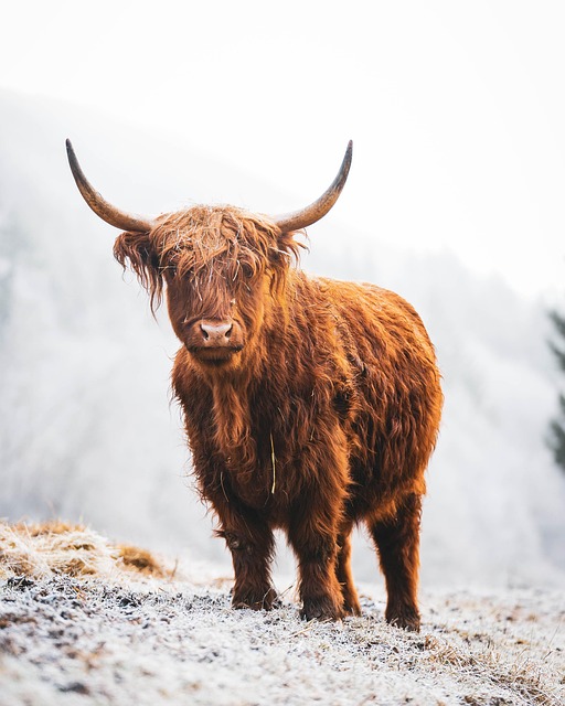 Unleash Career Growth with West Highland Kaiser Counselor Roles