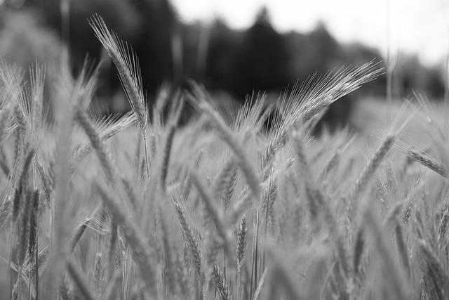 Wheat Ridge Kaiser Permanente: Unlock Family Balance with a Counselor